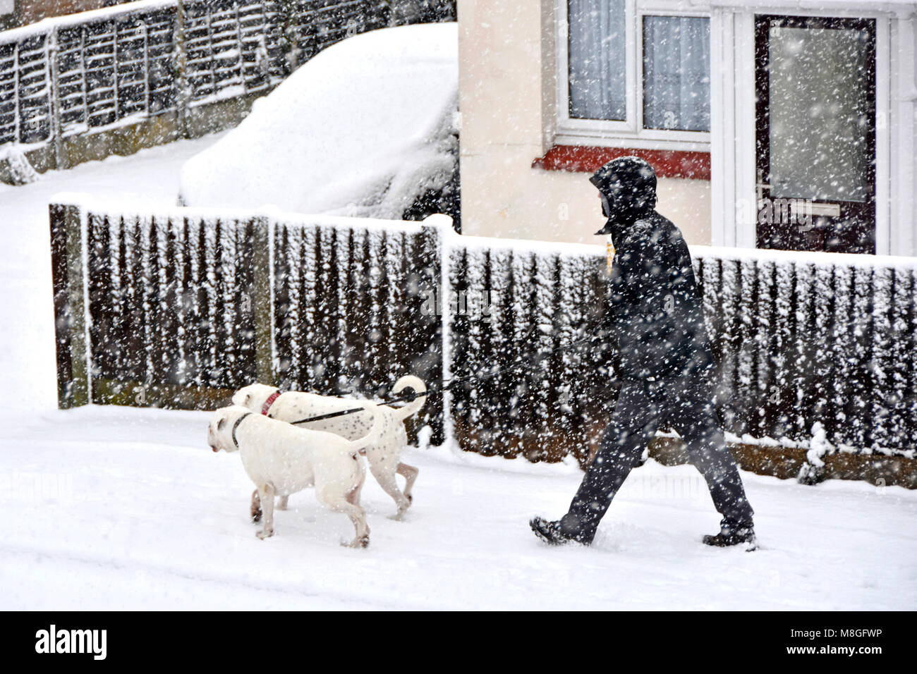 Il neige dur pour chien walker homme par temps froid hiver neige scène de tempête marcher deux chiens blancs le long trottoir en chute de neige Essex England UK Banque D'Images