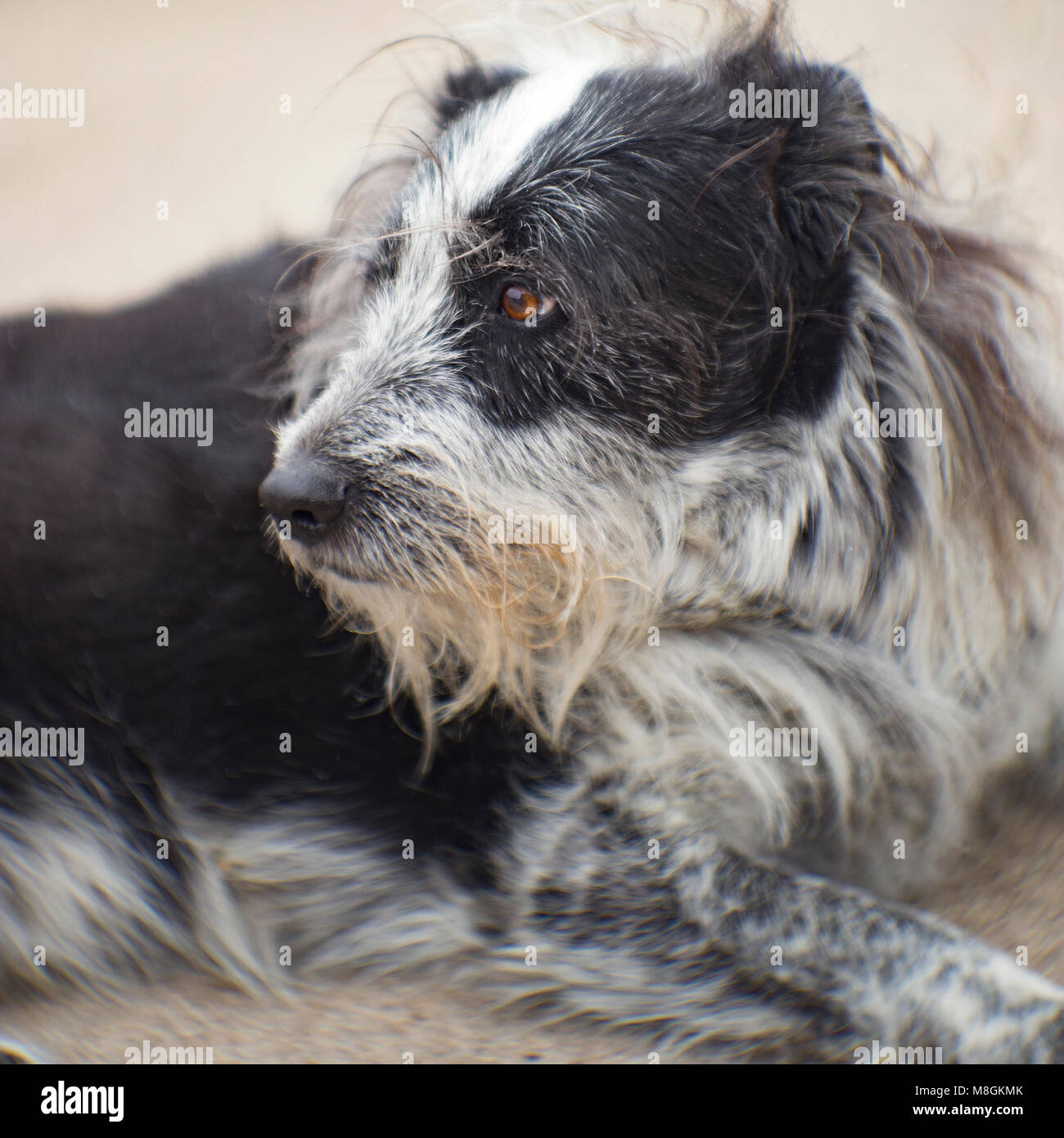 Vieux chien de cheveux de fil Banque de photographies et d