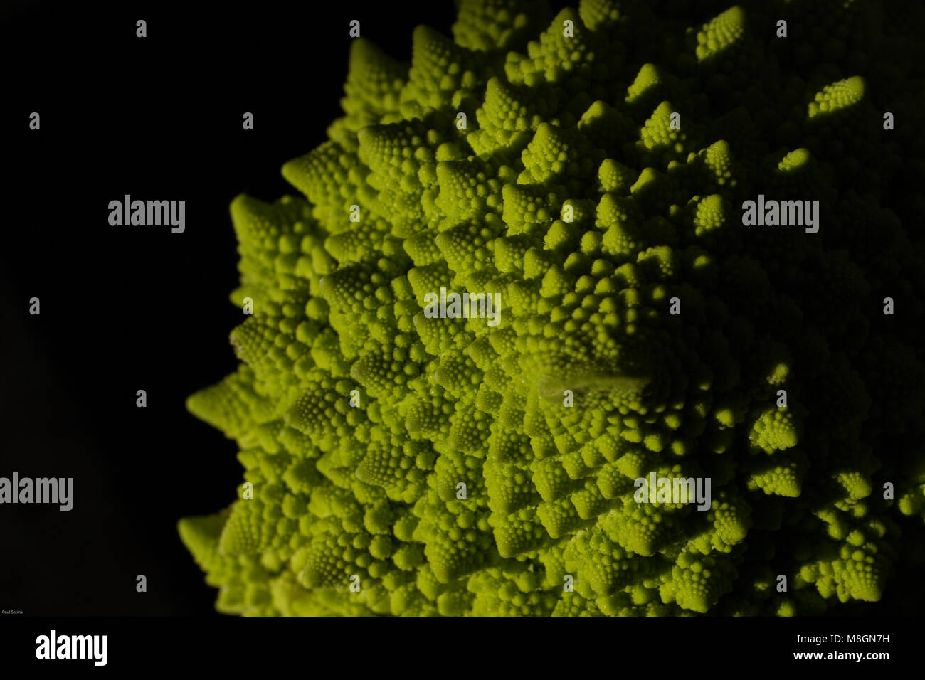 Roman le brocoli, romanesco, sur fond noir Banque D'Images