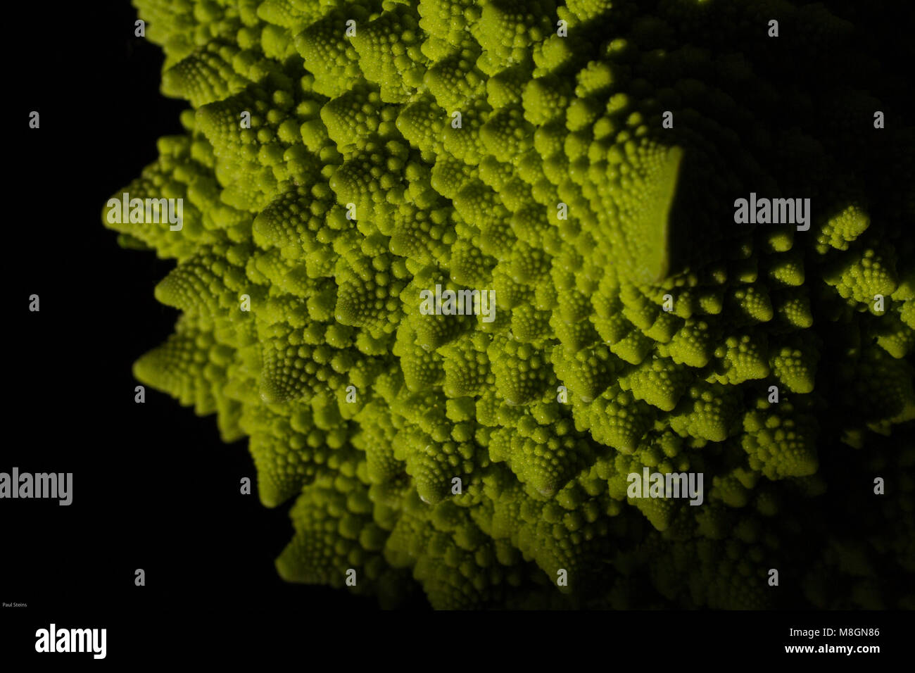 Roman le brocoli, romanesco, sur fond noir Banque D'Images