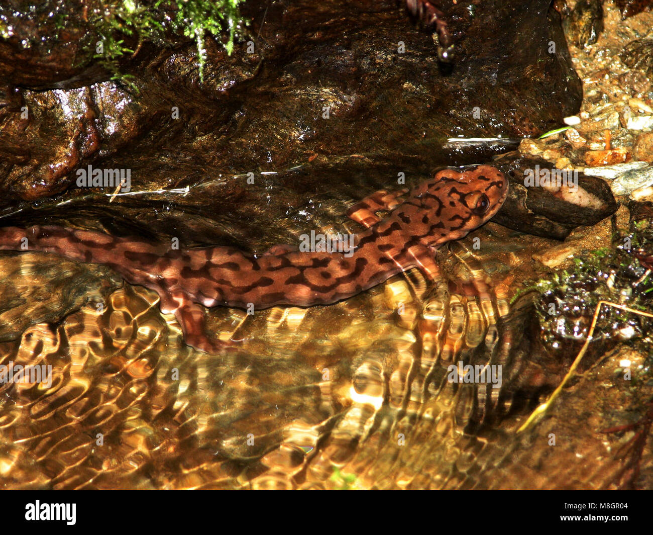 Dicamptodon tenebrosus (Grande salamandre) Trillium adultes Falls . Banque D'Images