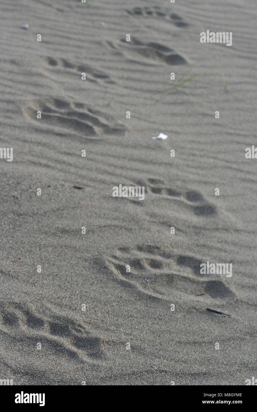 .Empreintes de pistes d'ours sur une plage de sable fin Banque D'Images