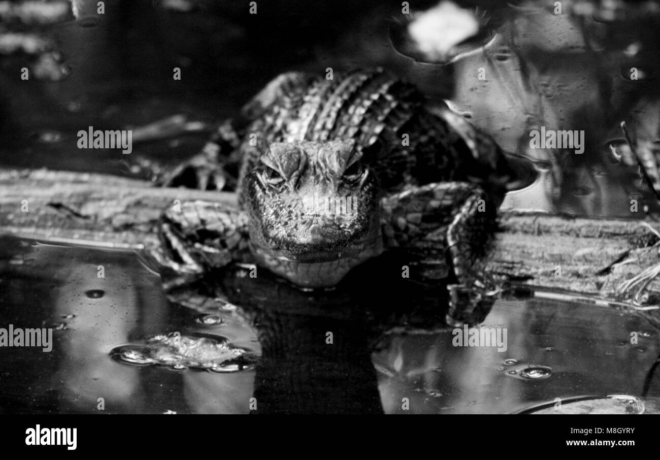 Stare gator . Banque D'Images