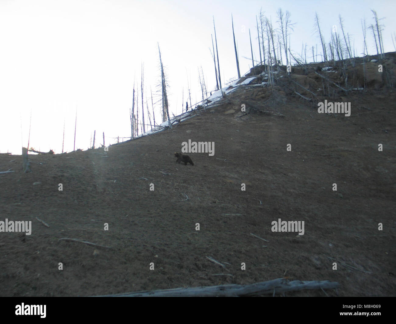 Grizzly à Steamboat .Point le labourage du printemps ; Banque D'Images