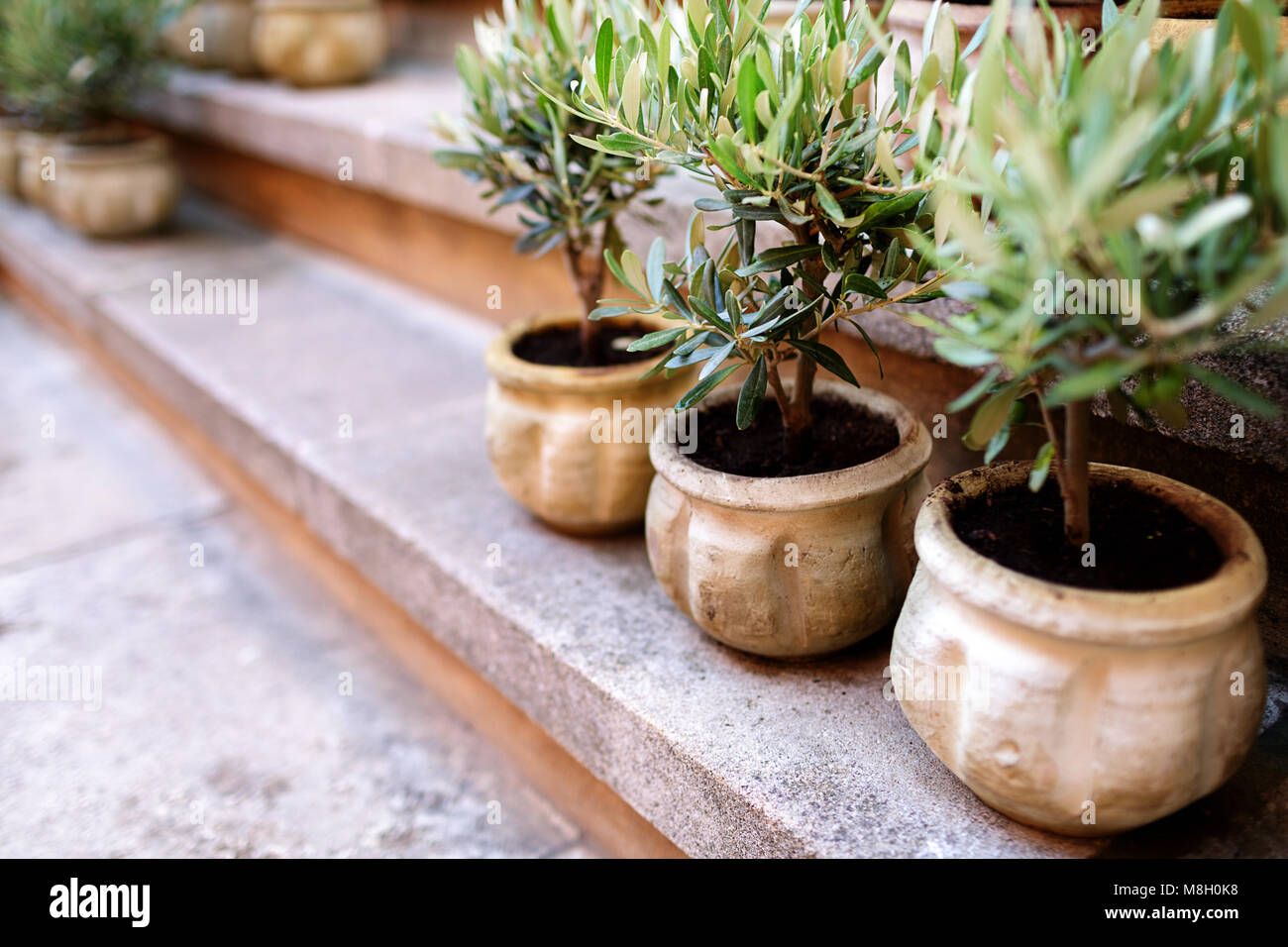 Petit olivier en pot sur un escalier dans village provençal de Roussillon,  France Photo Stock - Alamy