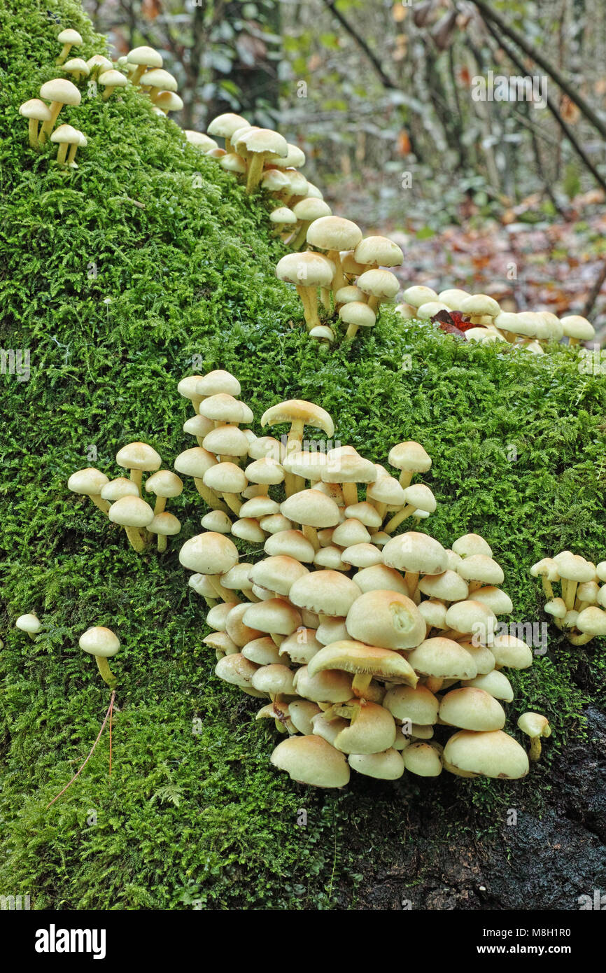 Touffe de soufre les champignons sur un tronc recouverts de mousse Banque D'Images