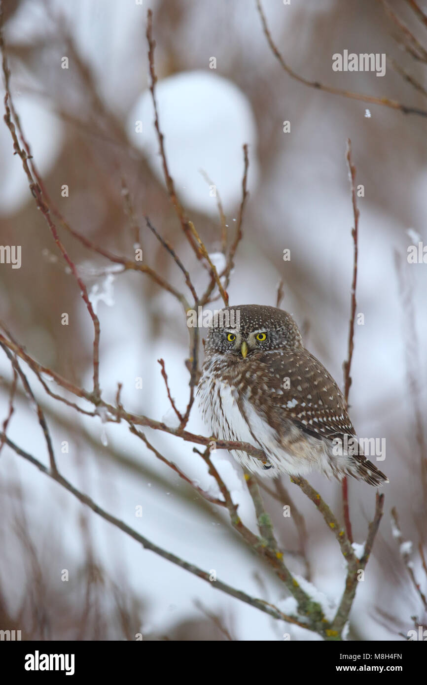 Chouette naine (Glaucidium passerinum) en hiver Banque D'Images