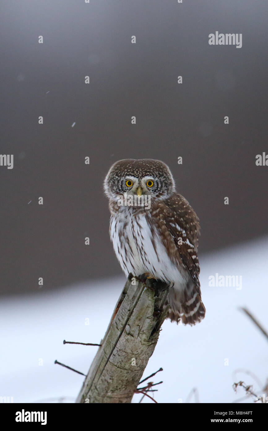 Chouette naine (Glaucidium passerinum) en hiver Banque D'Images