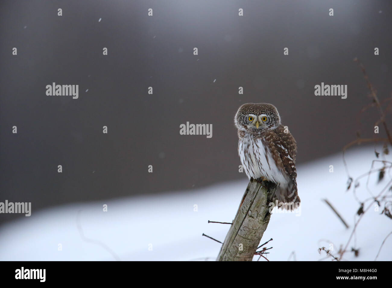 Chouette naine (Glaucidium passerinum) en hiver Banque D'Images