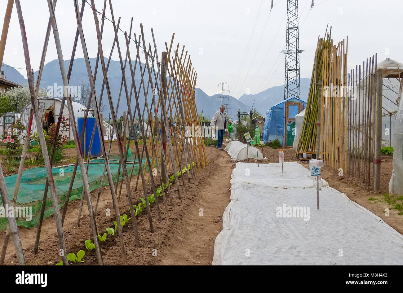 Groupe de parcelles d'allotissement où les terres sont caniées pour les retraités de cultiver là-bas propres légumes comme passe-temps - trente, le nord de l'Italie, l'Europe Banque D'Images