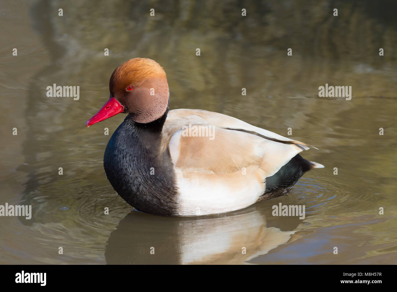 Red Crested Pochard à Attenborough Nature Reserve, Nottingham, Royaume-Uni Banque D'Images