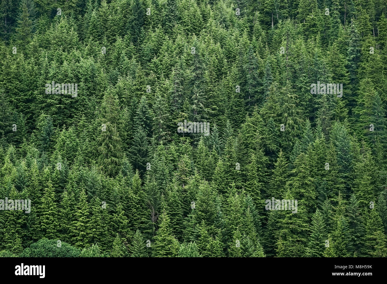 La forêt boréale, l'Alaska, USA. Banque D'Images