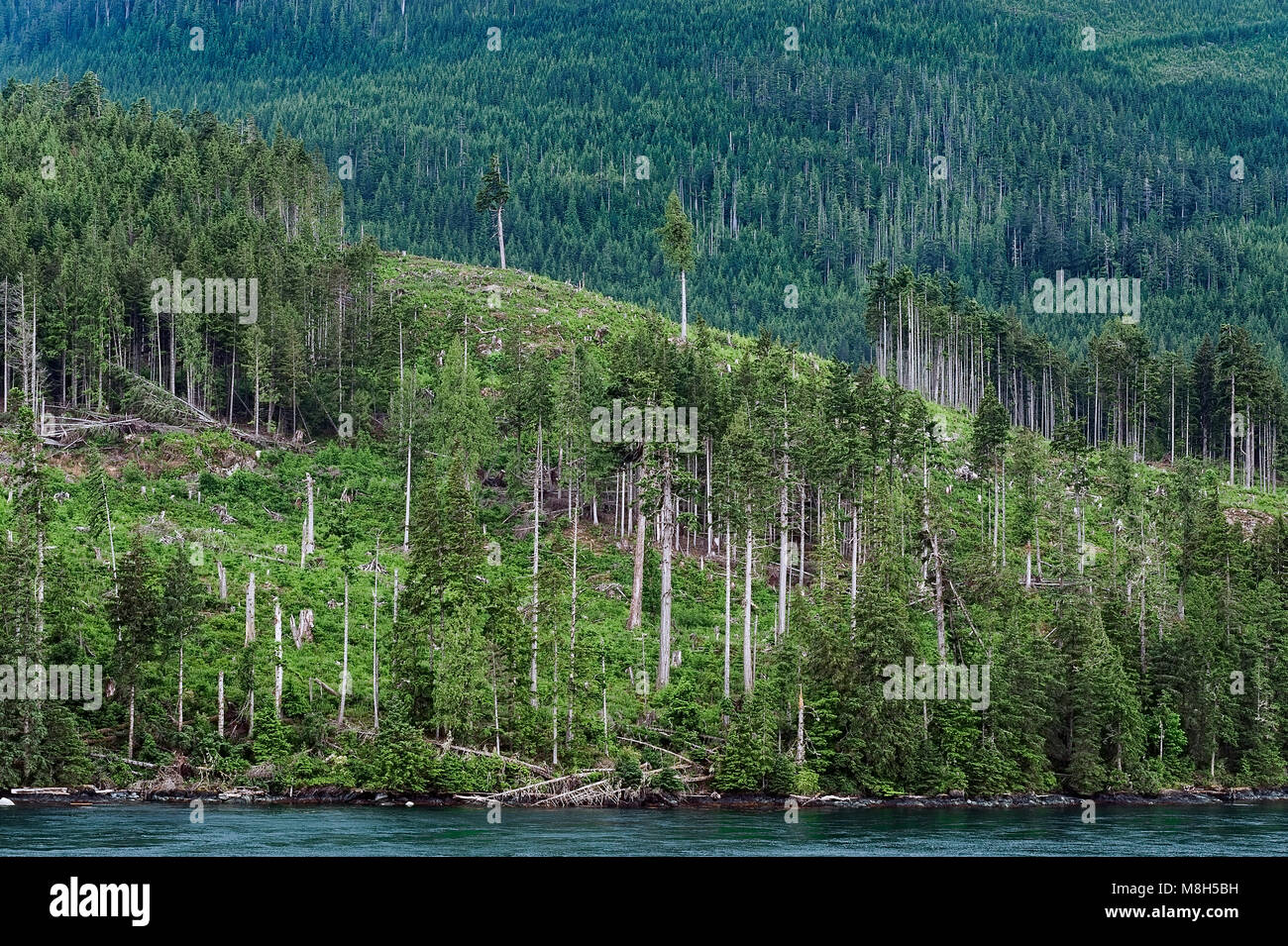 La coupe à blanc et la plantation le long de la Campbell River, Colombie-Britannique, Canada Banque D'Images