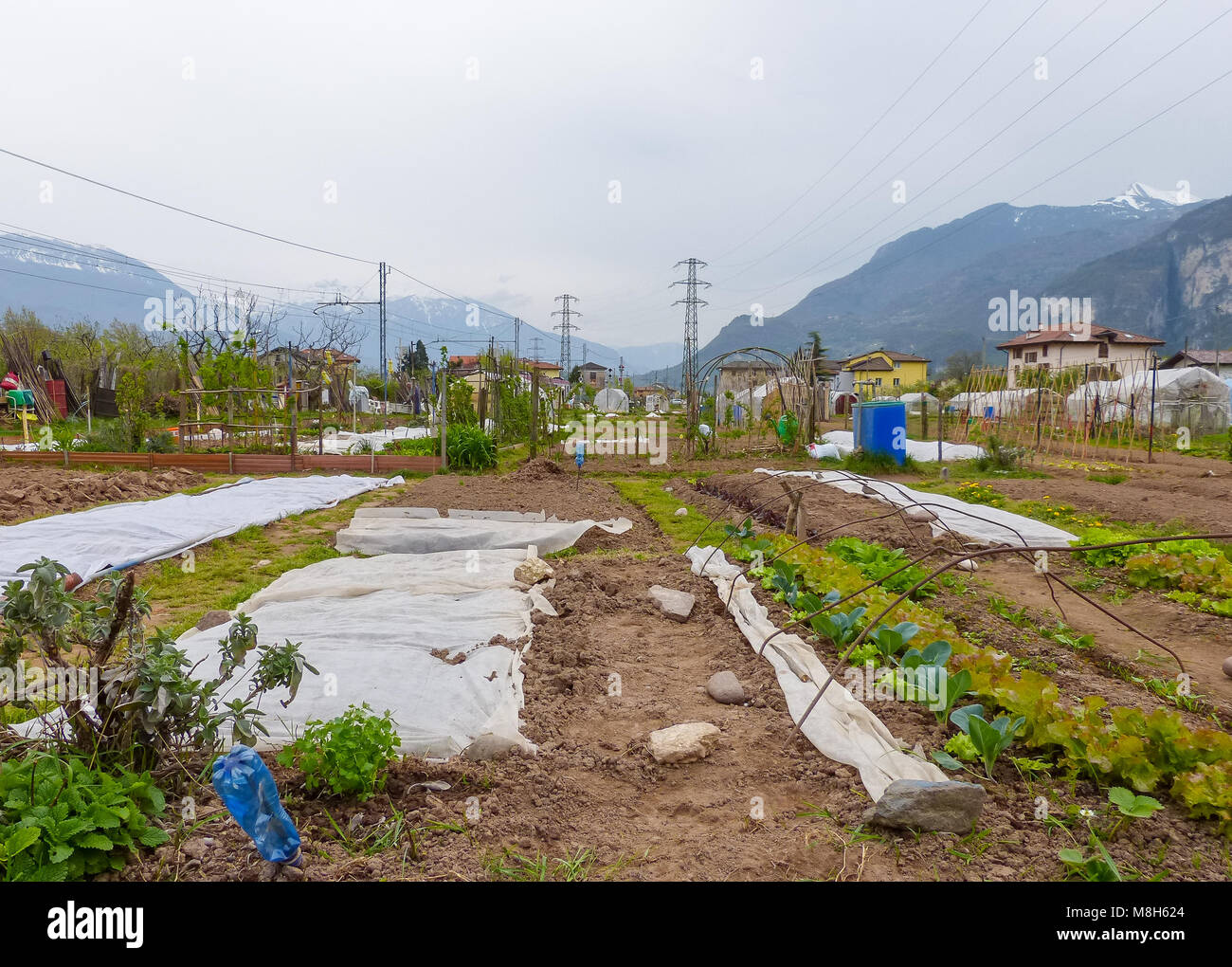 Groupe de parcelles d'allotissement où les terres sont caniées pour les retraités de cultiver là-bas propres légumes comme passe-temps - trente, le nord de l'Italie, l'Europe Banque D'Images