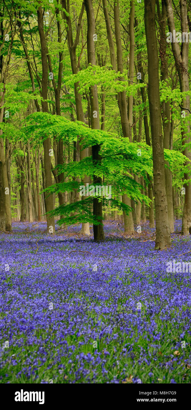 Bluebells à West Wood Lockeridge Marlborough Wiltshire Angleterre Banque D'Images