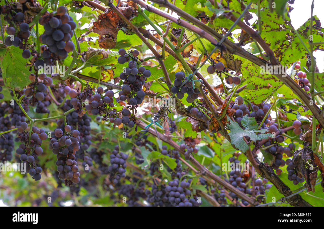 Peronospora de raisins ou de mildiou. Champignon de vignobles. Il causant des maladies de la vigne. Il s'attaque aux jeunes feuilles, bois, fleurs et fruits. Banque D'Images