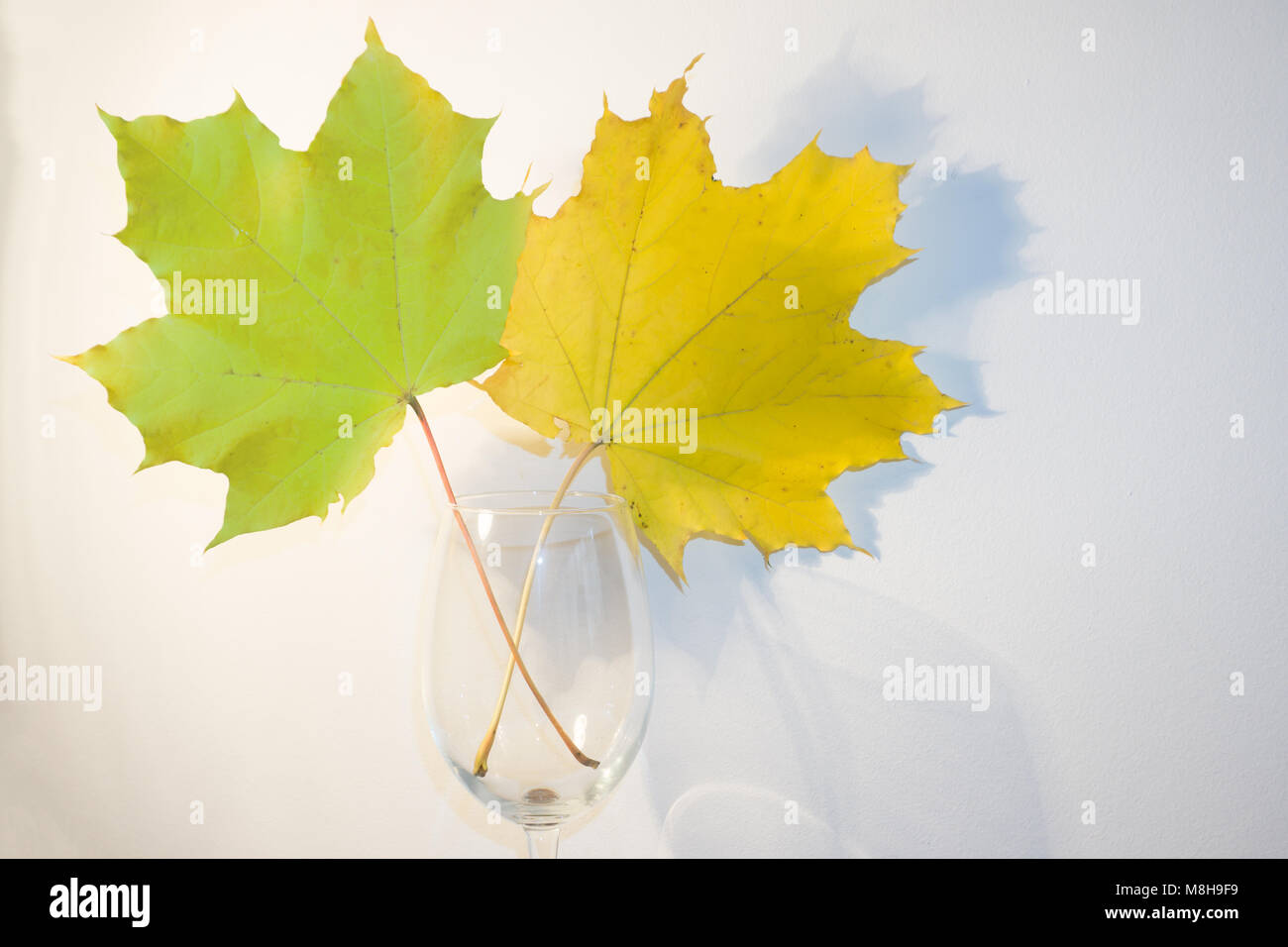 Deux feuilles de jaune et vert de Rowan Banque D'Images