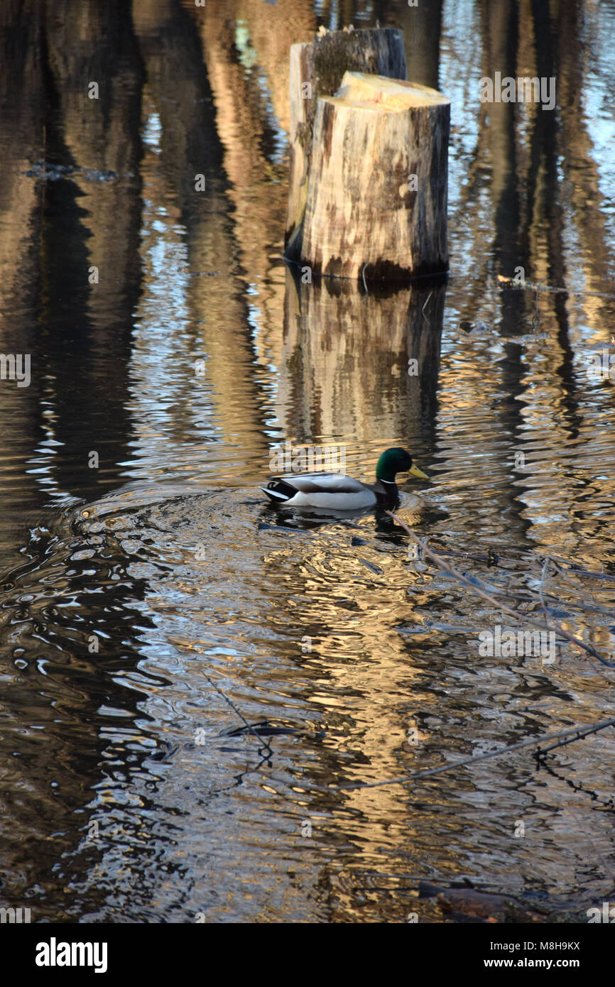 Un mâle canard colvert natation Banque D'Images