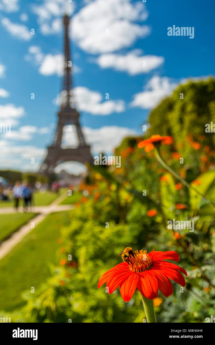 Gros plan de fleur en fleur avec bumblebee sur fond de Tour Eiffel dans la lumière du soleil Banque D'Images