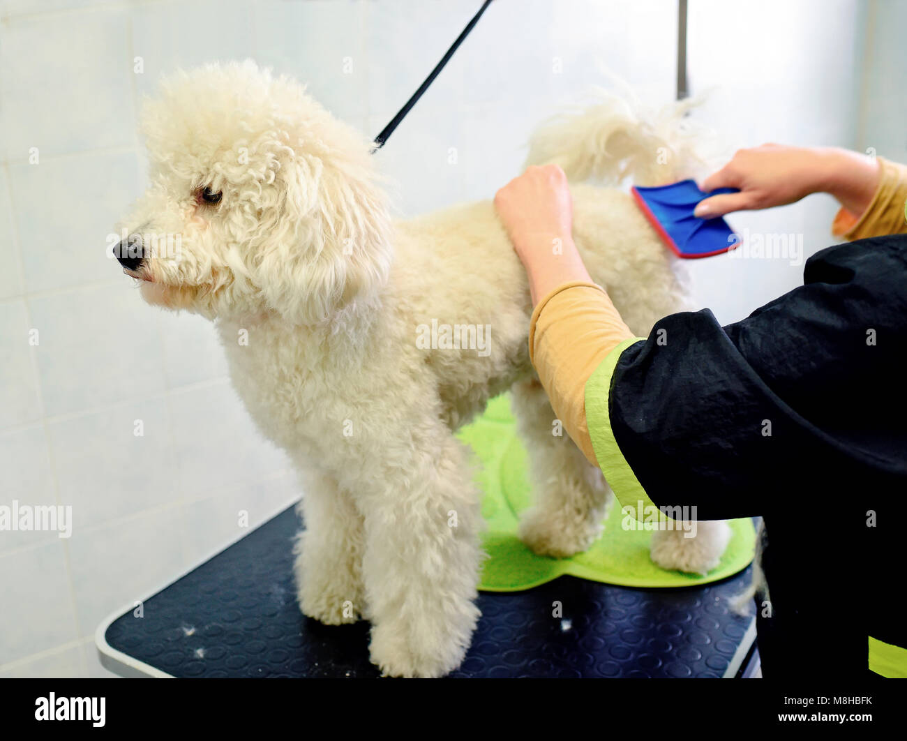 Brossage des poils de chien caniche personne avec brosse Photo Stock - Alamy
