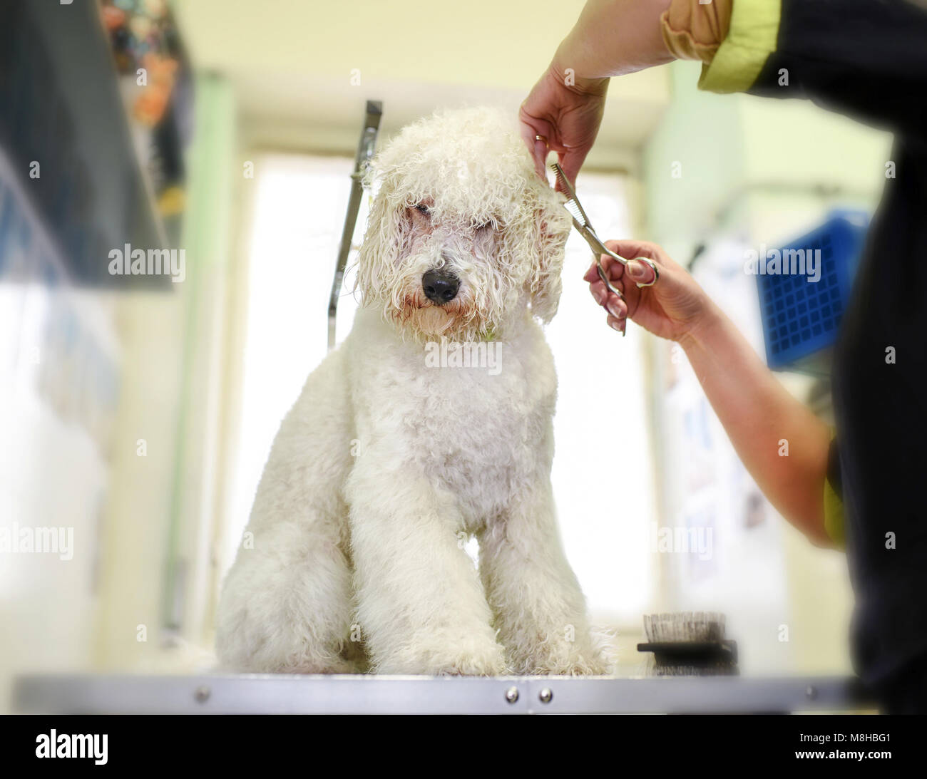 Le fraisage soigneusement toiletteur long manteau d'un petit chien blanc autour des oreilles dans un salon de toilettage ou pet salon car elle se situe sur un établi Banque D'Images