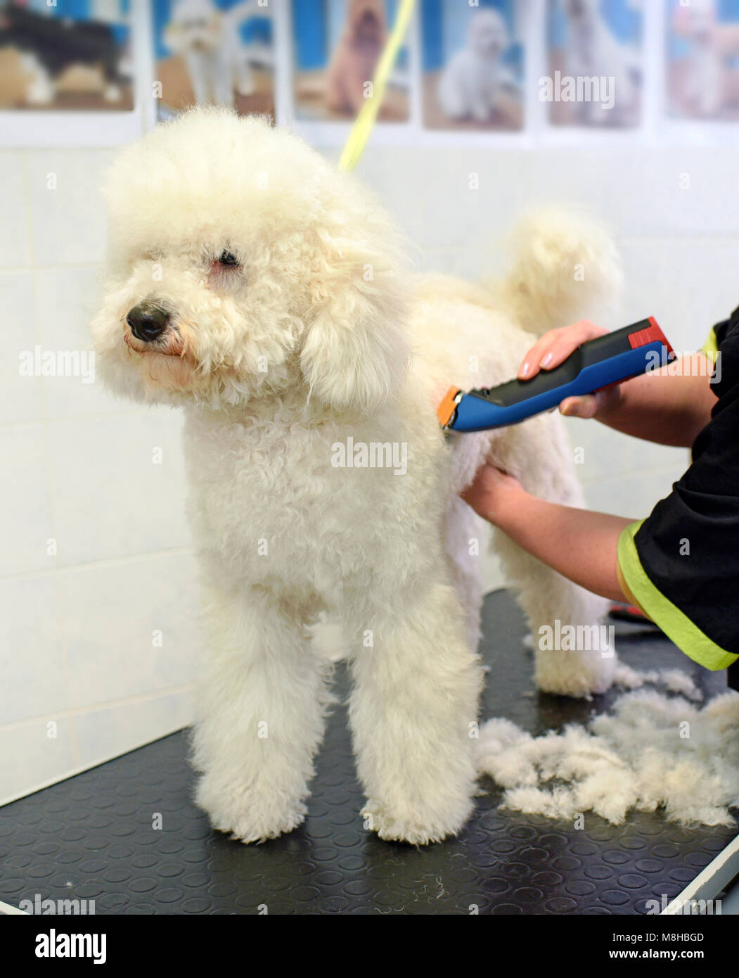 Toiletteur tailler le manteau frisé d'un petit chien blanc à l'aide d'un rasoir électrique tel qu'il est sur une table de travail dans un salon de toilettage ou pet salon Banque D'Images