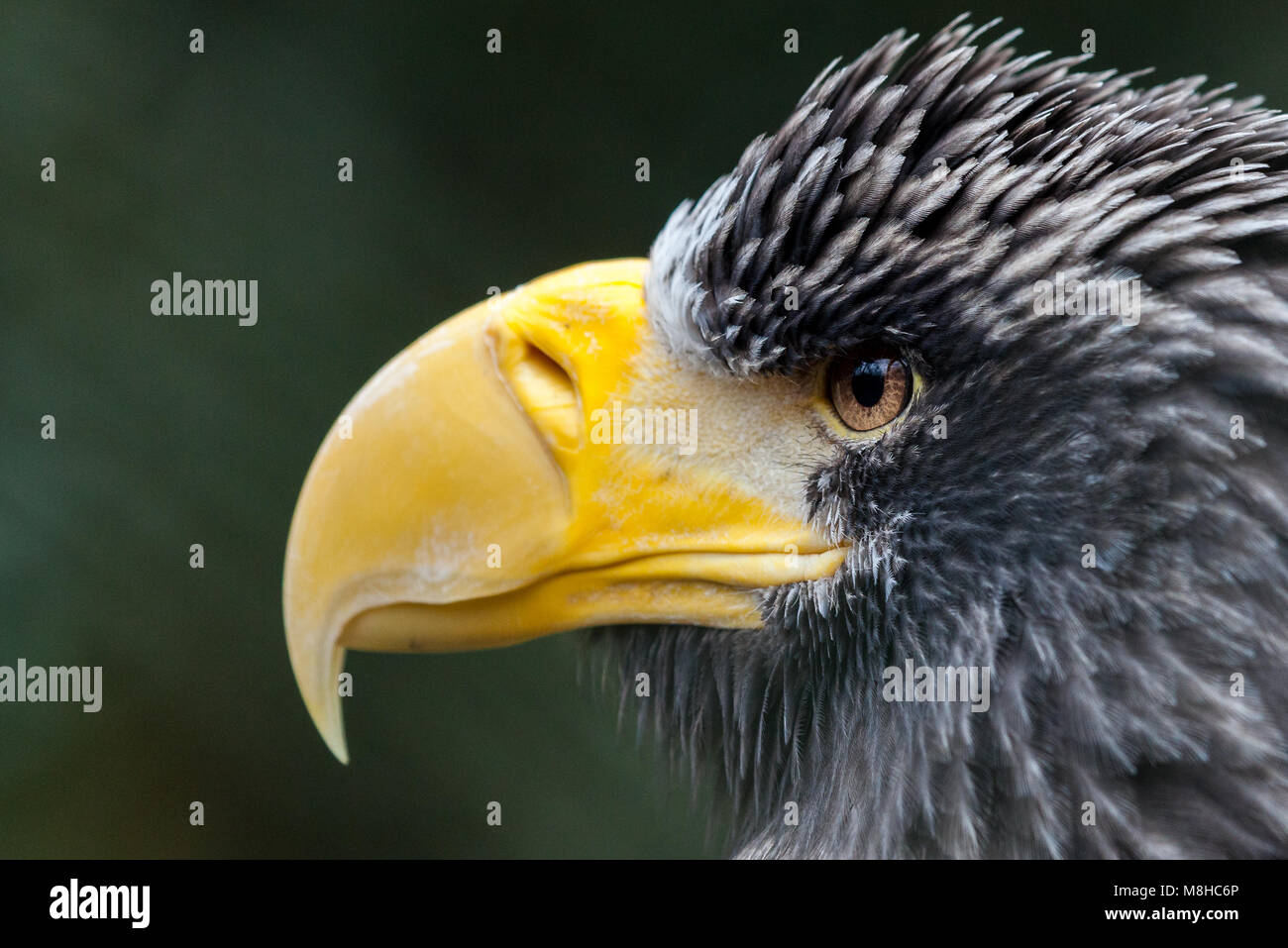 Un portrait de l'aigle de mer de Steller Banque D'Images