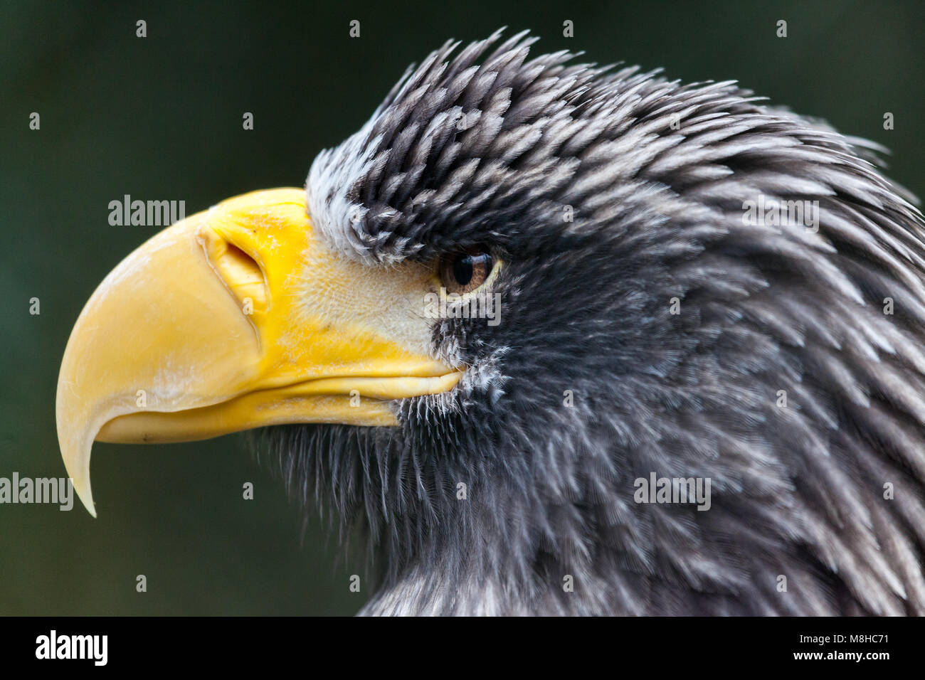 Un portrait de l'aigle de mer de Steller Banque D'Images