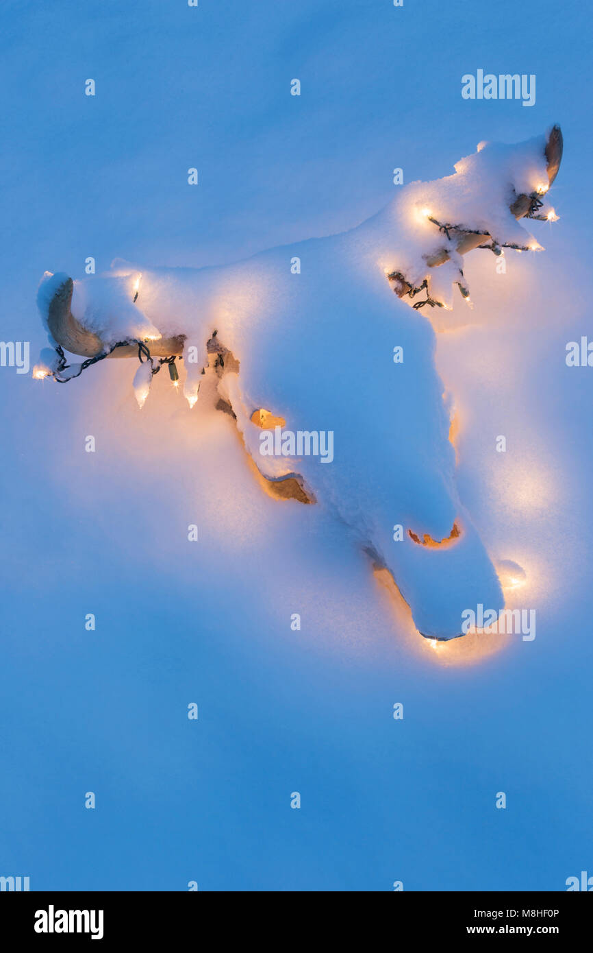 Vache blanchie STEER CRÂNE ET CORNES DÉCORÉES AVEC DES LUMIÈRES DE NOËL BLANCHES SOUS UNE COUCHE DE NEIGE Banque D'Images