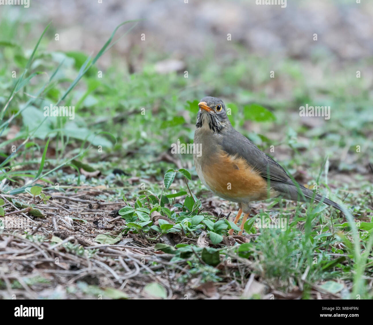 Kurrichane Thrush (Turdus libonyana) dans Kruger NP, Afrique du Sud Banque D'Images