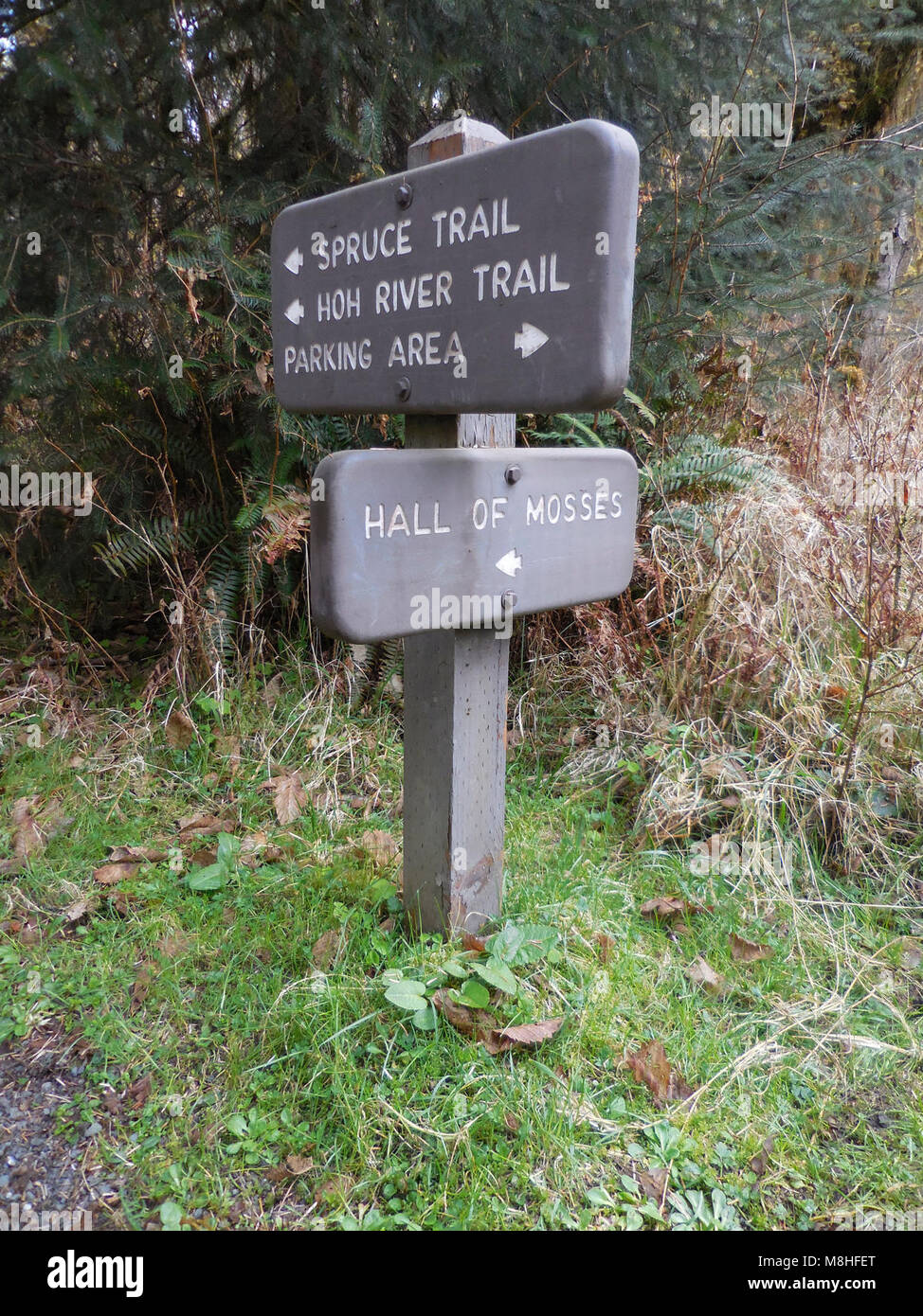 Hall de l'épinette signes mousses nature Sentiers de la rivière Hoh. Banque D'Images