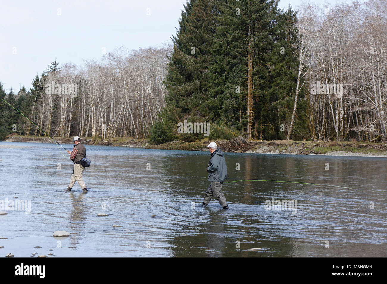 Pêche à la mouche pêcheur deux printemps rivière Queets. Banque D'Images