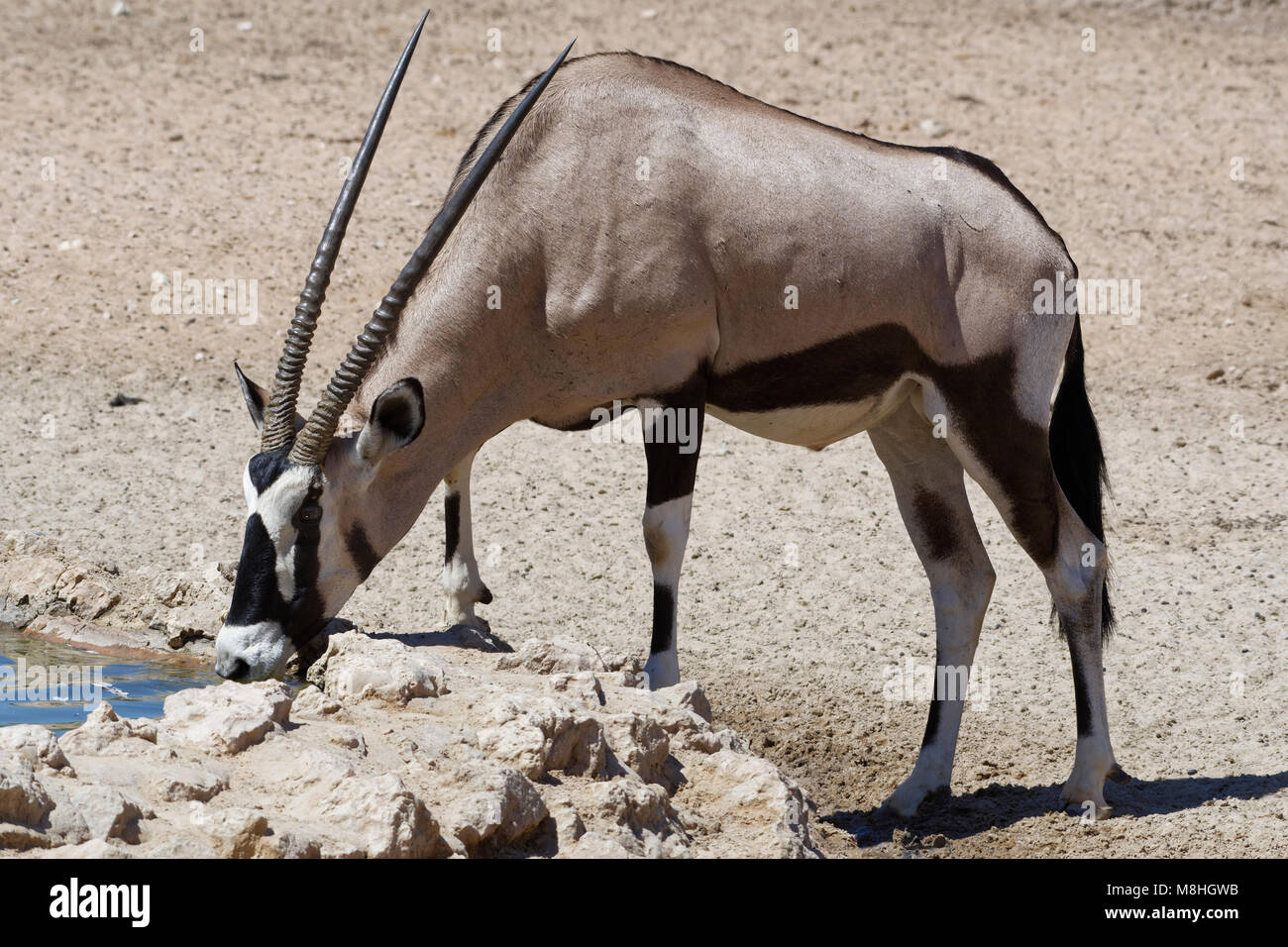Gemsbok (Oryx gazella) boire à un étang, Kgalagadi Transfrontier Park, Northern Cape, Afrique du Sud, l'Afrique Banque D'Images