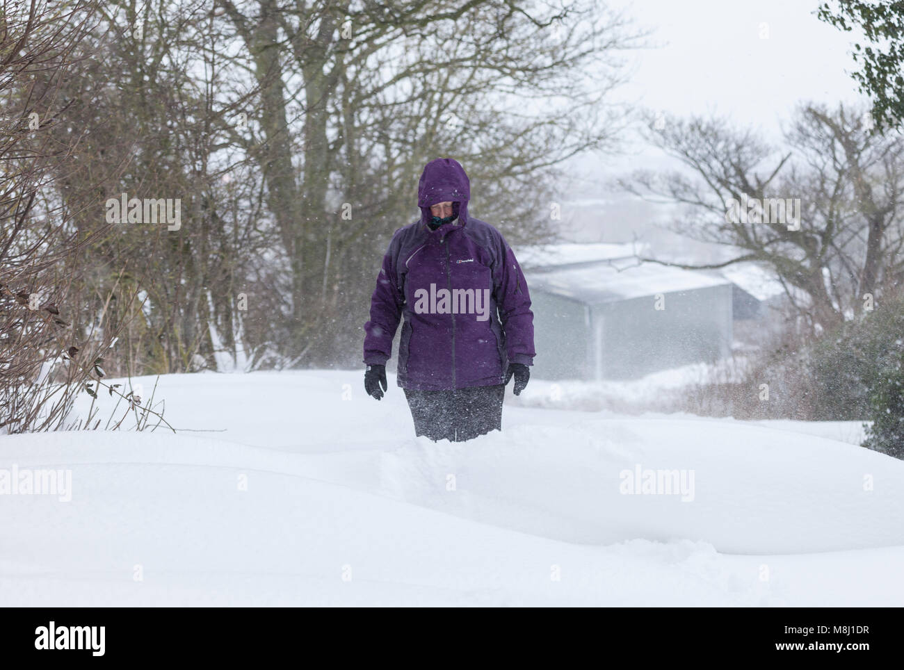 Barnard Castle, comté de Durham. Dimanche 18 mars 2018. Météo britannique. Les combats d'une femme dans la neige profonde et blizzard comme la bête de l'Est 2 bites dur dans le comté de Durham. David Forster/Alamy Live News Banque D'Images