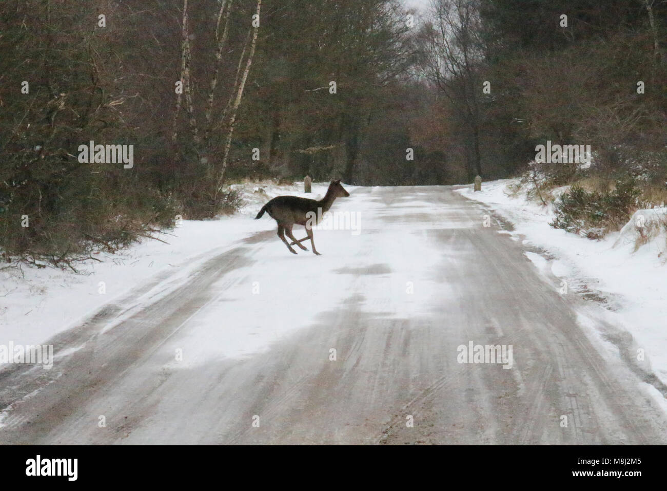 Les chevreuils traversent la route sur Cannock Chase, Staffordsire, dans la neige le dimanche 18 mars 2018 Credit : Gavin Drake/Alamy Live News Banque D'Images