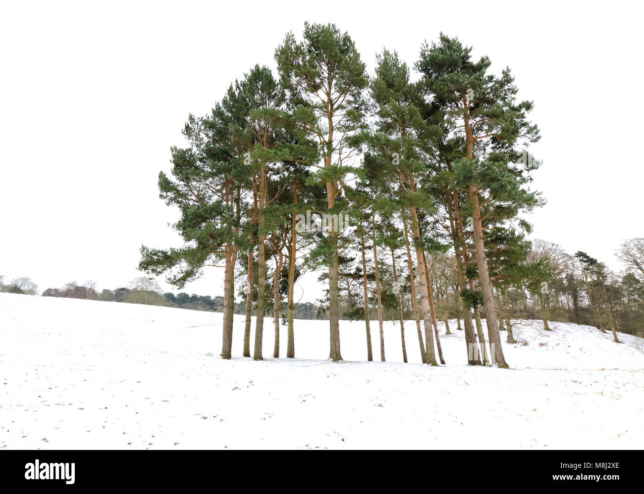 Météo France : Ampthill Park se transforme en une véritable féerie d'hiver sous la couche de neige la nuit. Ampthill, Bedfordshire, Royaume-Uni le 18 mars 2018 Photo de Keith Mayhew Crédit : KEITH MAYHEW/Alamy Live News Banque D'Images