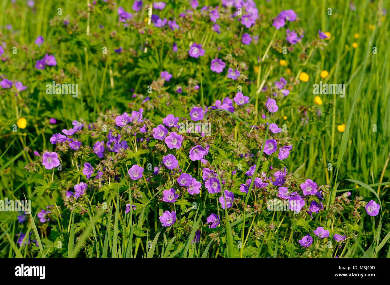 Pré de fleurs sauvages avec Geranium pratense près de Feldstetten (partie de Laichingen) sur les Alpes souabe, Alb-Donau Distict, Bade-Wurtemberg, Allemagne Banque D'Images
