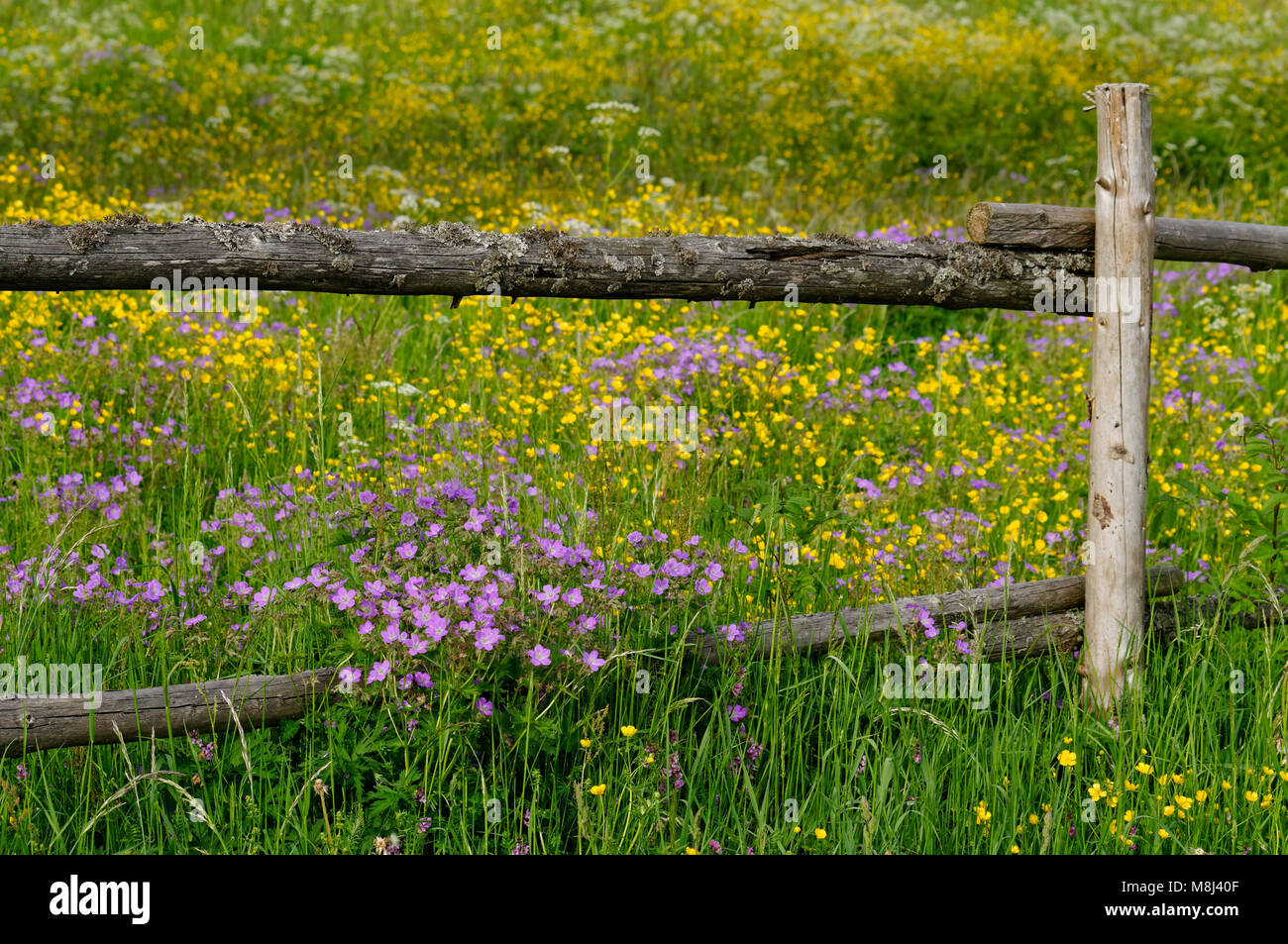 Clôture sur prairie de fleurs sauvages avec Geranium pratense et Ranunculus près de Feldstetten (partie de Laichingen) sur les Alpes souabe, Bade-Wurtemberg, Allemagne Banque D'Images