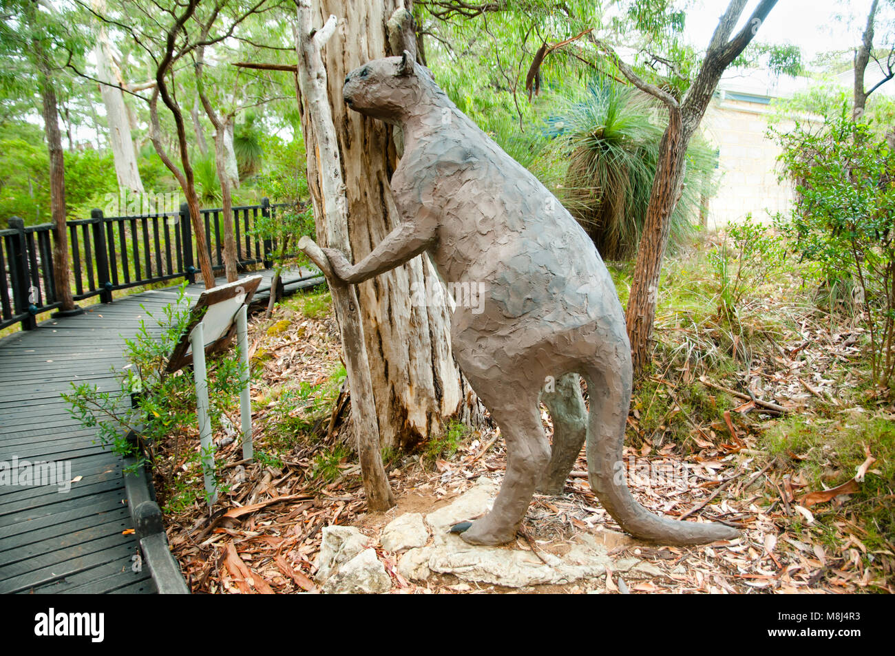 Disparue Procoptodon Goliah Kangaroo Banque D'Images