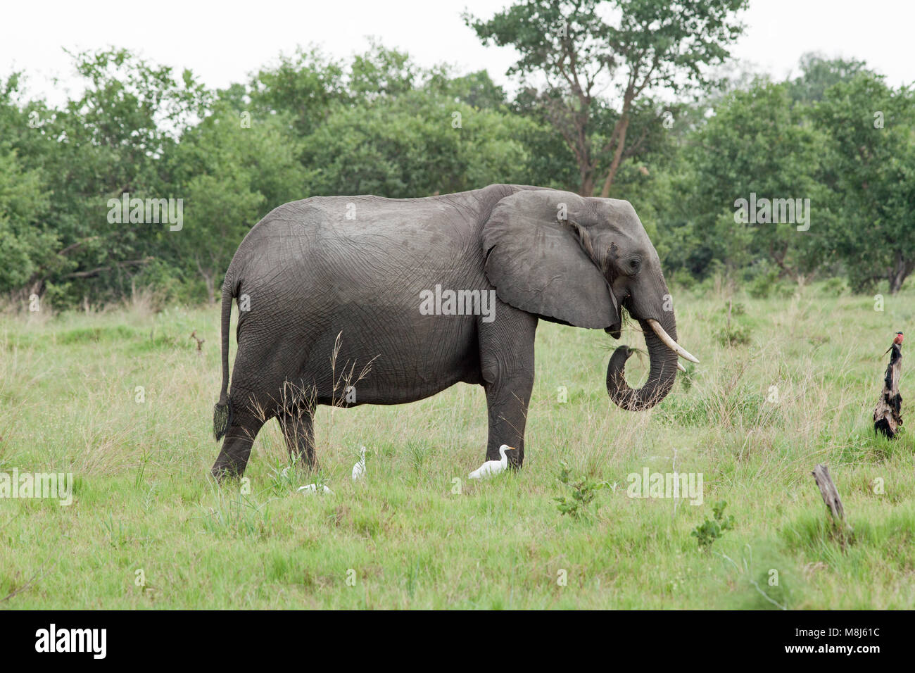 L'éléphant africain (Loxodonta africana). Pâturage avec des bovins adultes d'aigrettes (Ardeola ibis), de la fréquentation, et Carmine Guêpier (Merops nubicus) par Banque D'Images