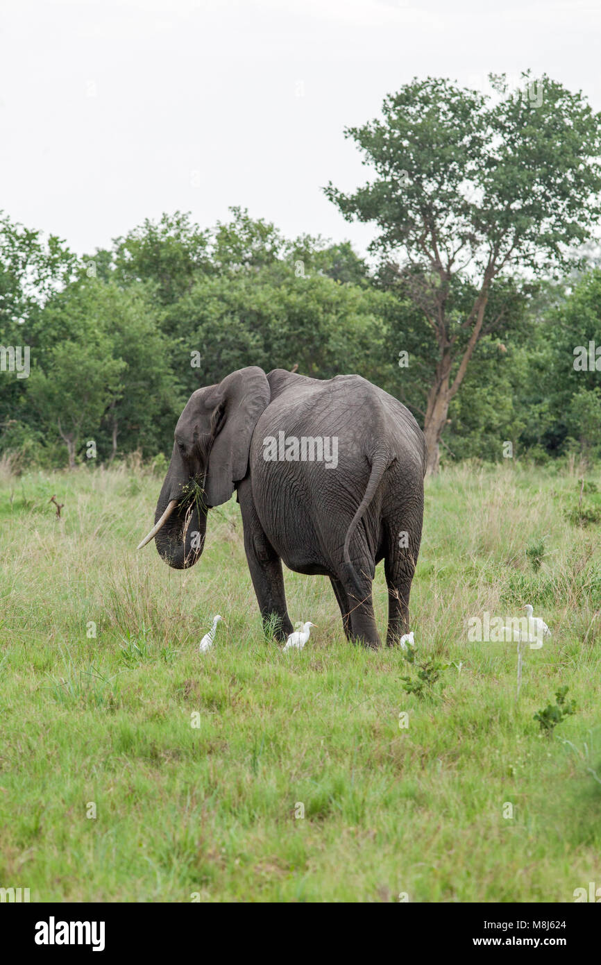 L'éléphant africain (Loxodonta africana). Des profils de taureau aux boeufs (Ardeola ibis), présents en tenant les invertébrés perturbées. Parc national. Okav Banque D'Images