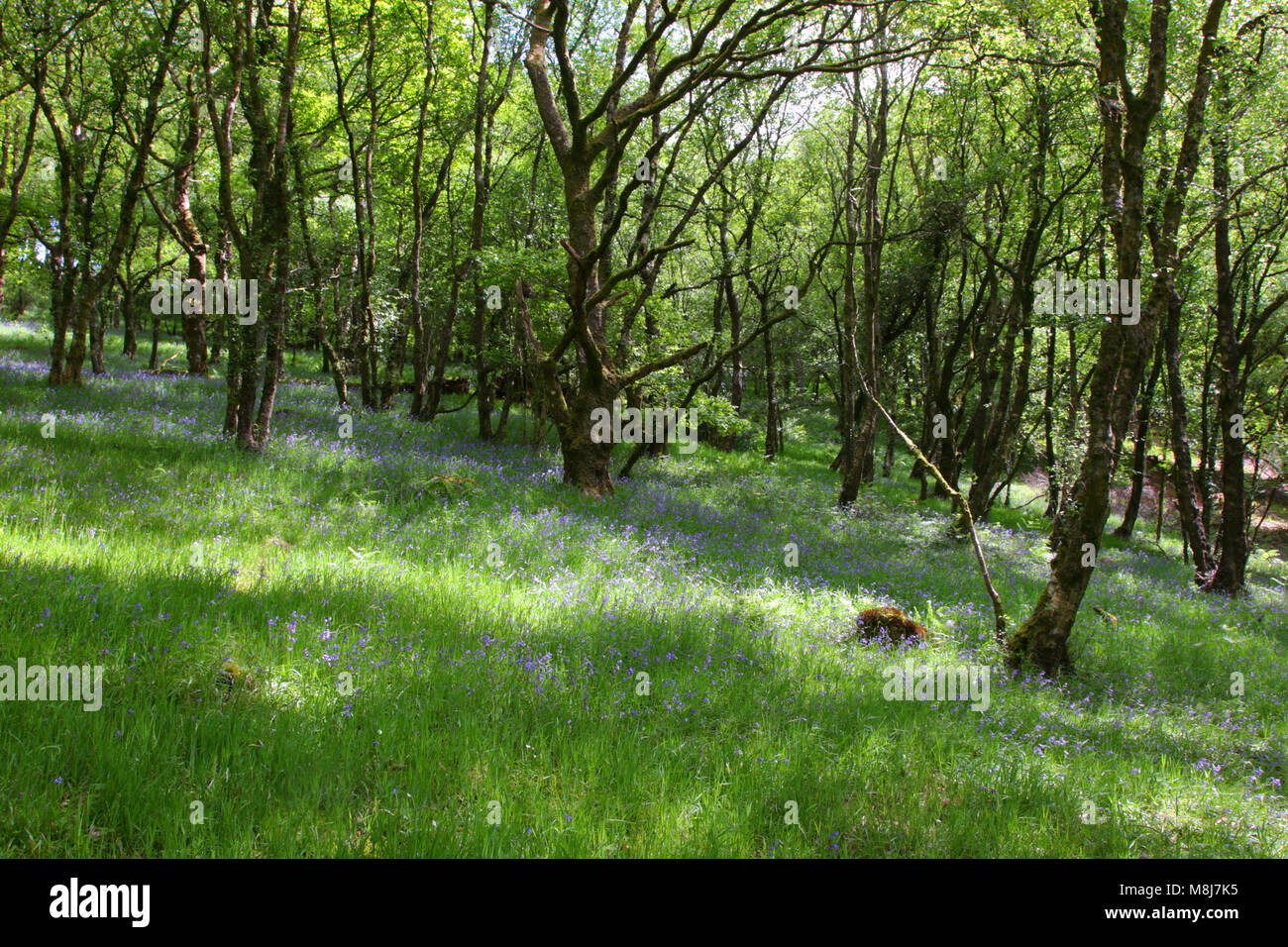 Un tapis de jacinthes commun (Hyacinthoides non-scripta) dans la forêt dans les étapes Tarr Barle Valley dans le Parc National d'Exmoor, Somerset, Angleterre Banque D'Images