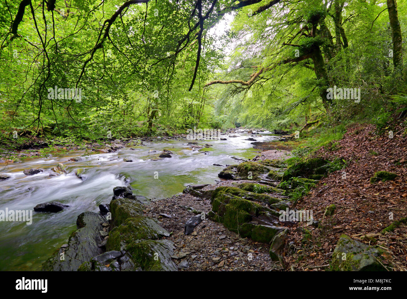 La rivière Barle près de Tarr Étapes clapper bridge dans le Parc National d'Exmoor, Somerset, Angleterre Banque D'Images
