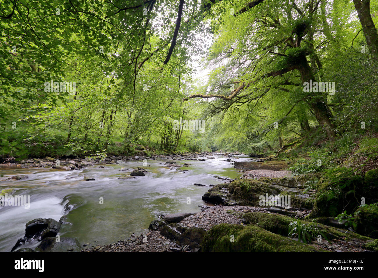 La rivière Barle près de Tarr Étapes clapper bridge dans le Parc National d'Exmoor, Somerset, Angleterre Banque D'Images