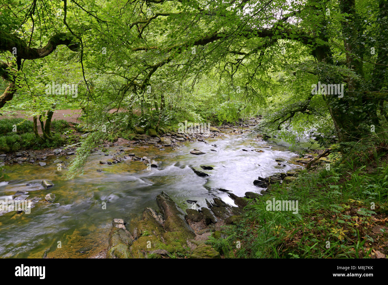 La rivière Barle près de Tarr Étapes clapper bridge dans le Parc National d'Exmoor, Somerset, Angleterre Banque D'Images