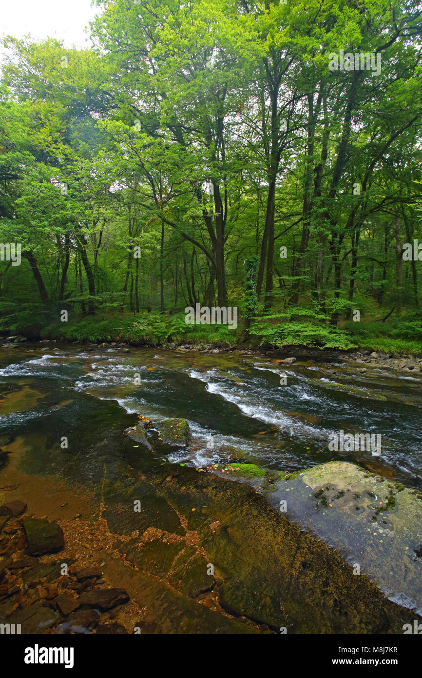 La rivière Barle près de Tarr Étapes clapper bridge dans le Parc National d'Exmoor, Somerset, Angleterre Banque D'Images