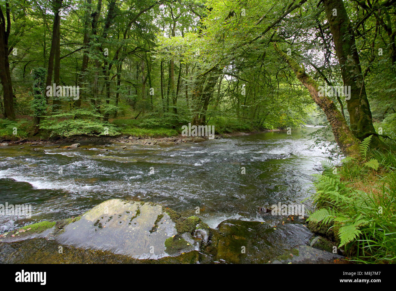 La rivière Barle près de Tarr Étapes clapper bridge dans le Parc National d'Exmoor, Somerset, Angleterre Banque D'Images