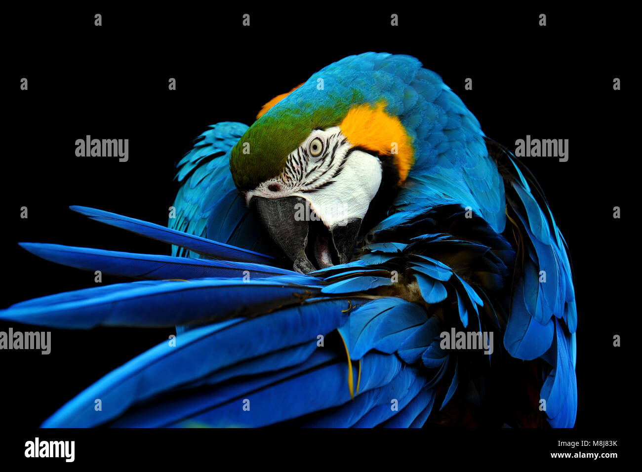 Bue et gold macaw portrait. Ara ararauna Banque D'Images