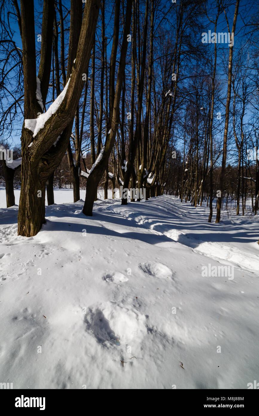 De longues ombres dans le bois couvert de neige Banque D'Images