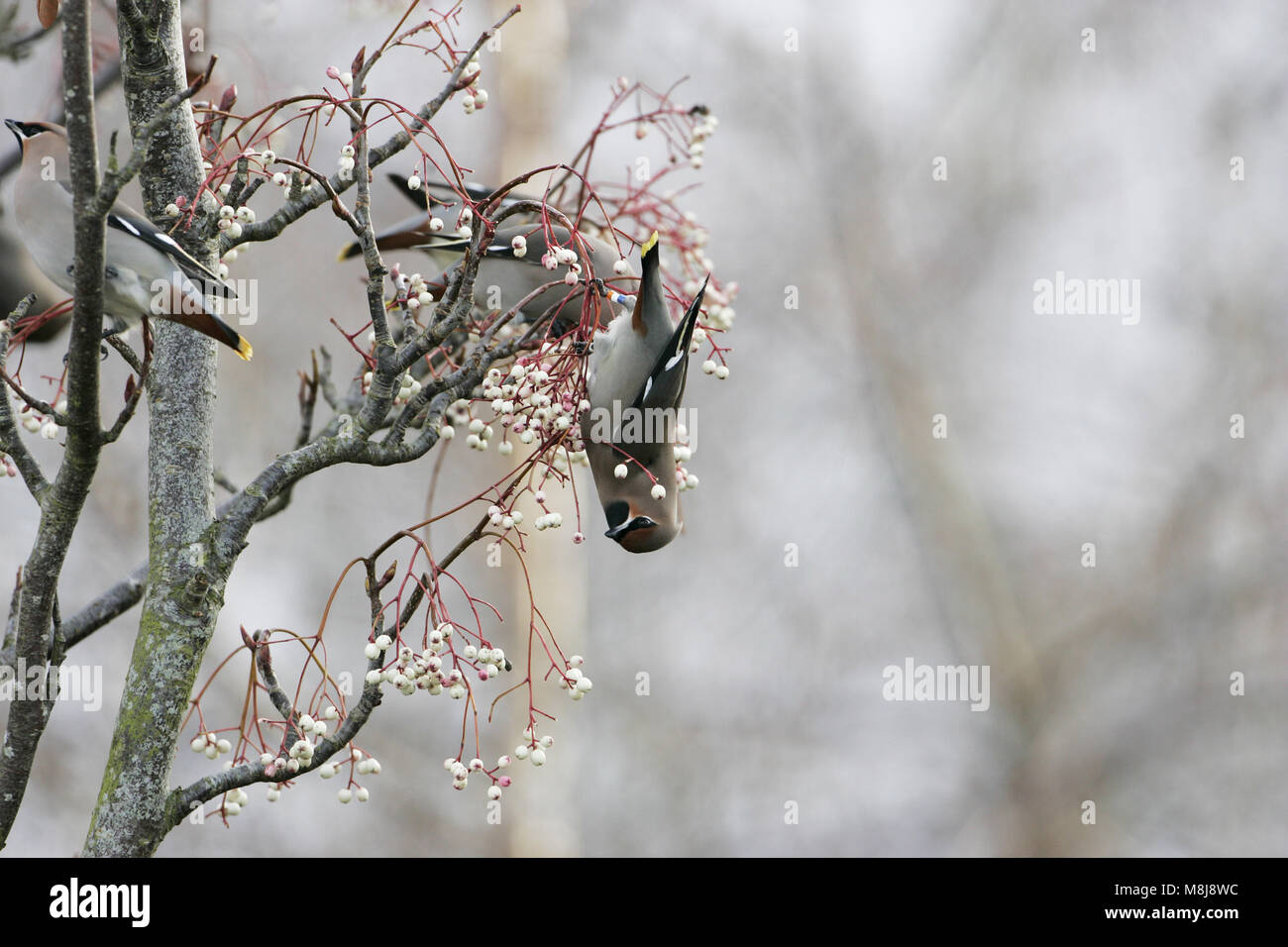 Jaseur boréal Bombycilla garrulus nourrir les oiseaux bagués en couleur sur les baies du Cachemire rowan Sorbus cashmiriana près de Romsey Hampshire Angleterre Banque D'Images